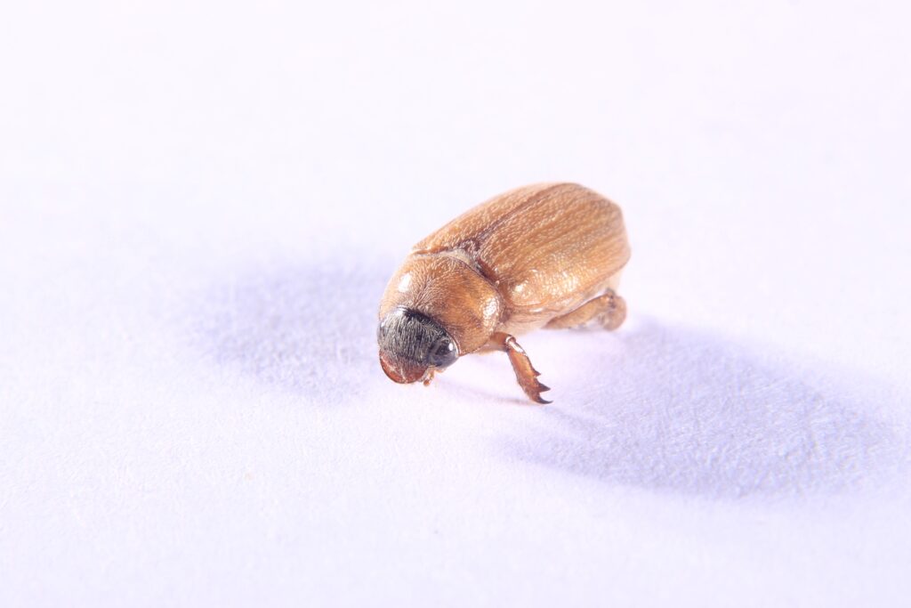 Adoretus Beetle