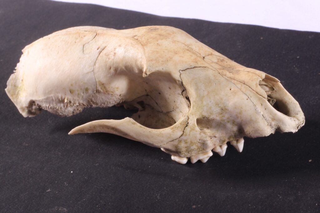 Carnivores skull