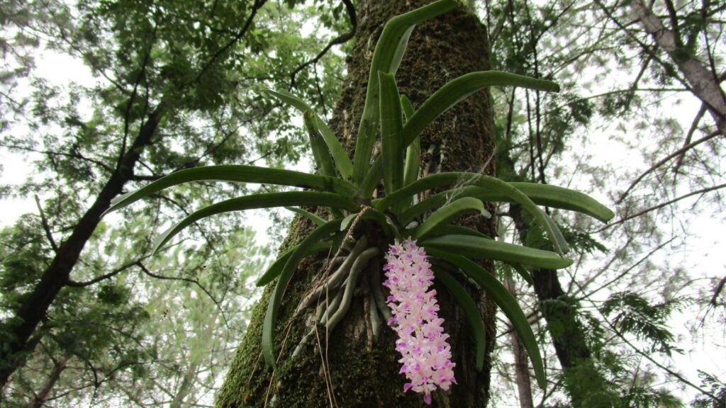 Cat's-tail Orchids
