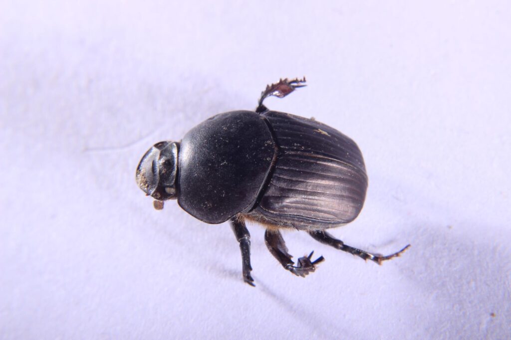 Onitis Beetle