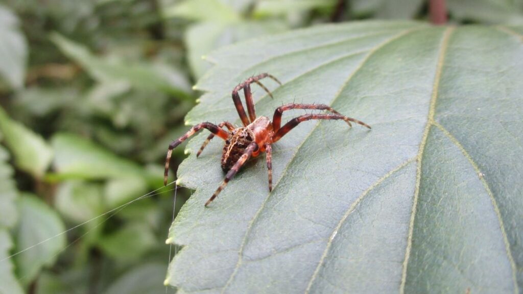 Orbweavers Spider